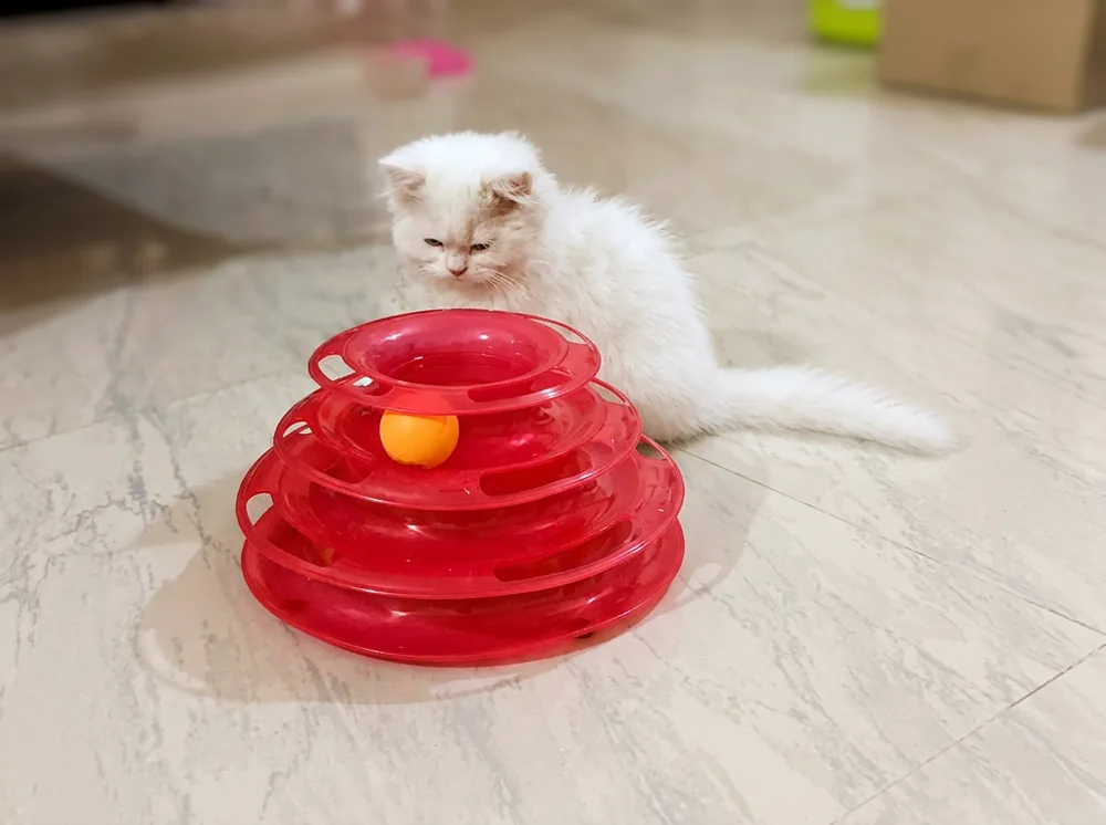Cat boarding Noida — white cat in enriched home environment Pet Home Affairs