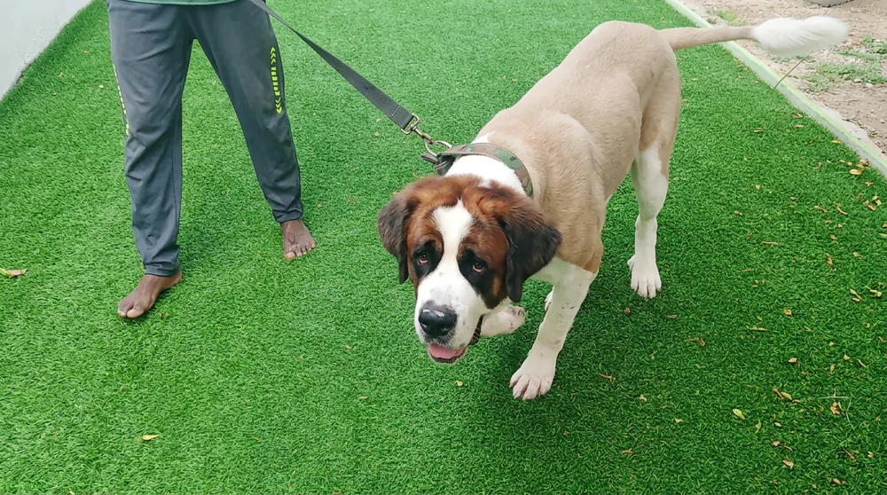 Dog boarding Noida — Labrador on turf at Pet Home Affairs