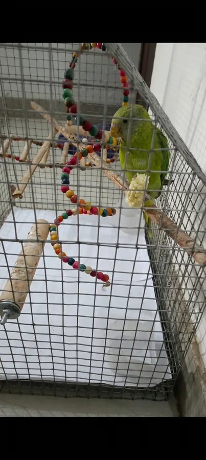 Small pet boarding Noida — companion bird in enrichment cage at Pet Home Affairs