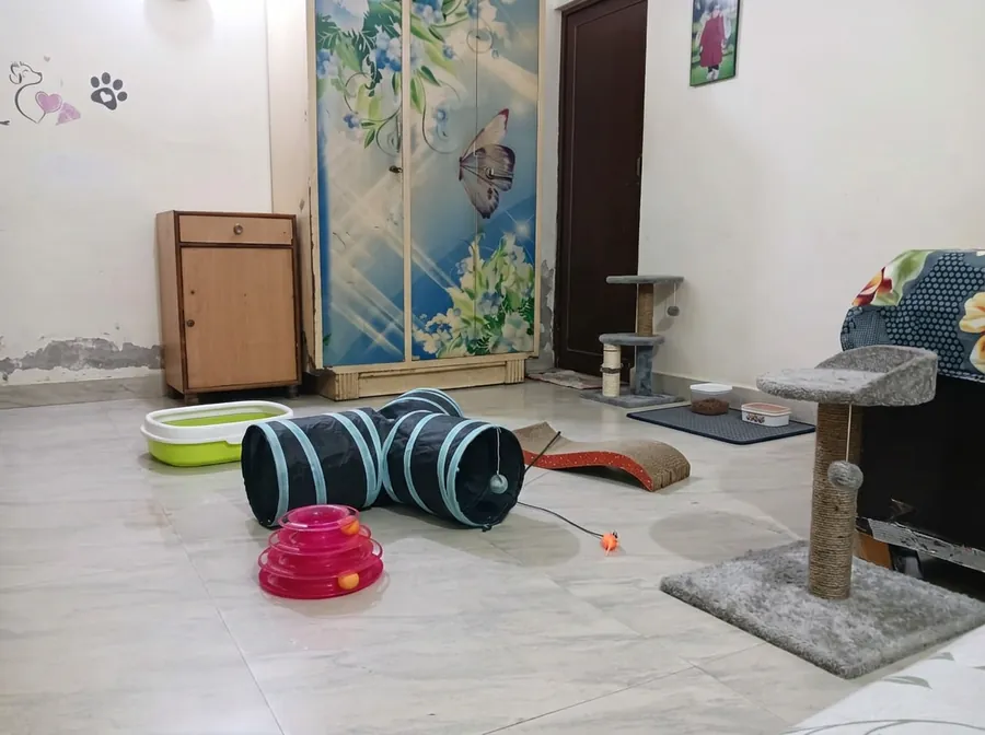 Cat boarding room with enrichment toys at Pet Home Affairs Noida